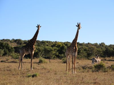 Giraffe-Walk-Tours-Safaris-Wildlife-FamLee