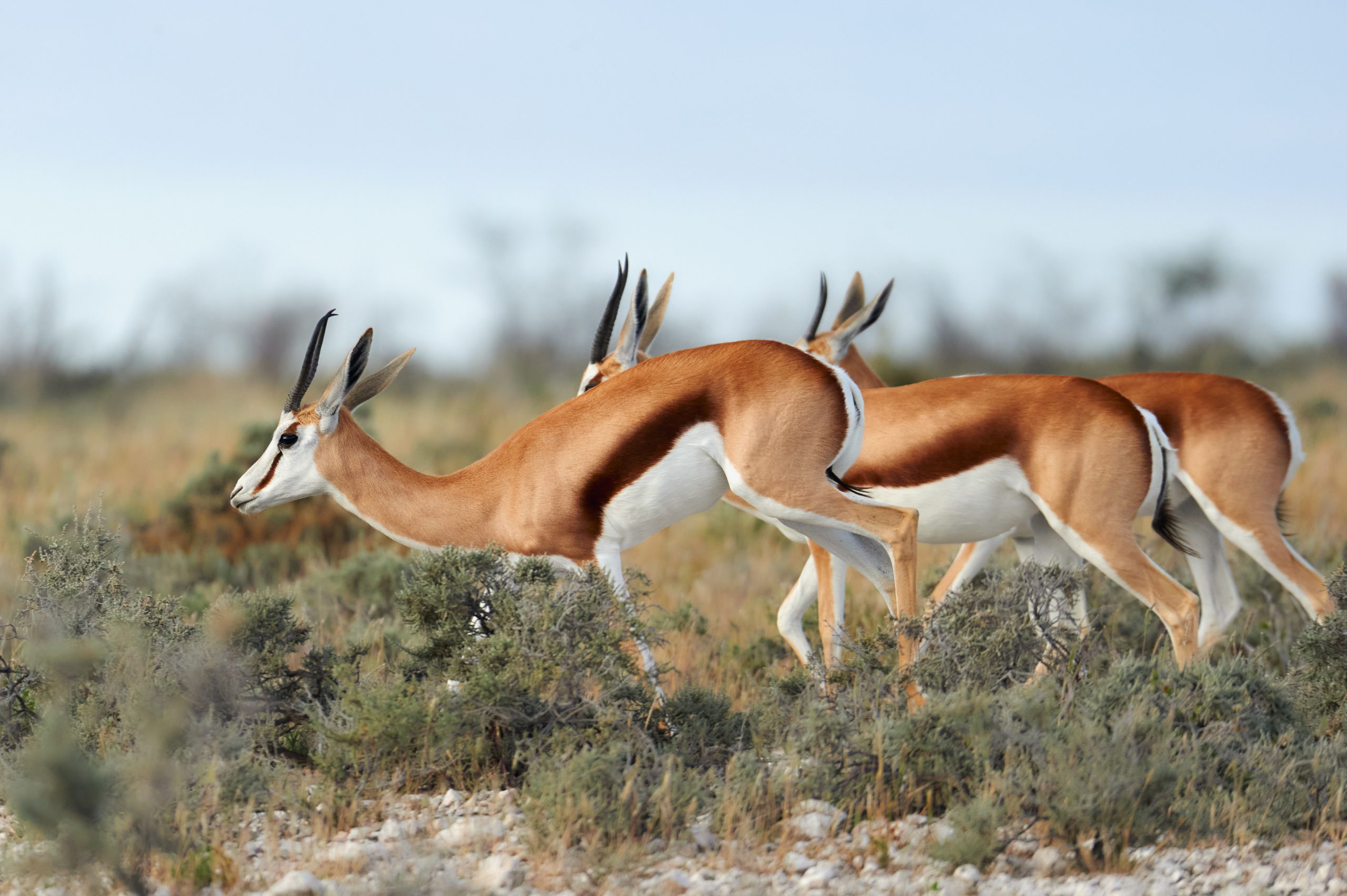 In Namibia three springboks, Antidorcas marsupialis, an African antelope running free in the savannah