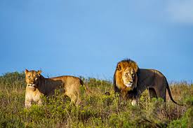 tooth-and-claw-safari-eastern-cape-famlee-tours
