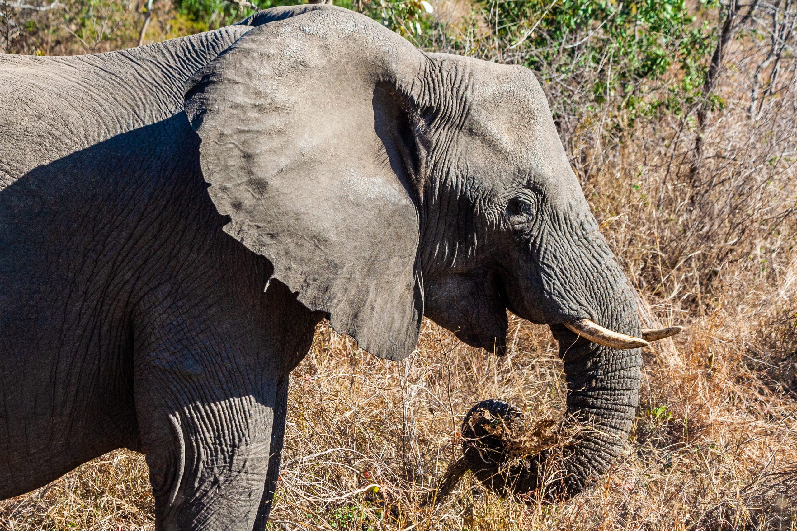 addo-elephant-park-eastern-cape-game-drives-tours